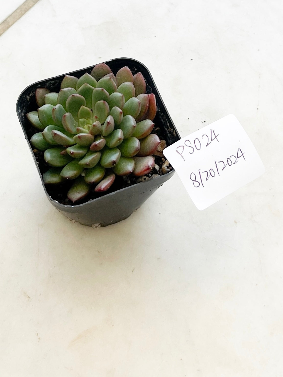 Succulent Plants