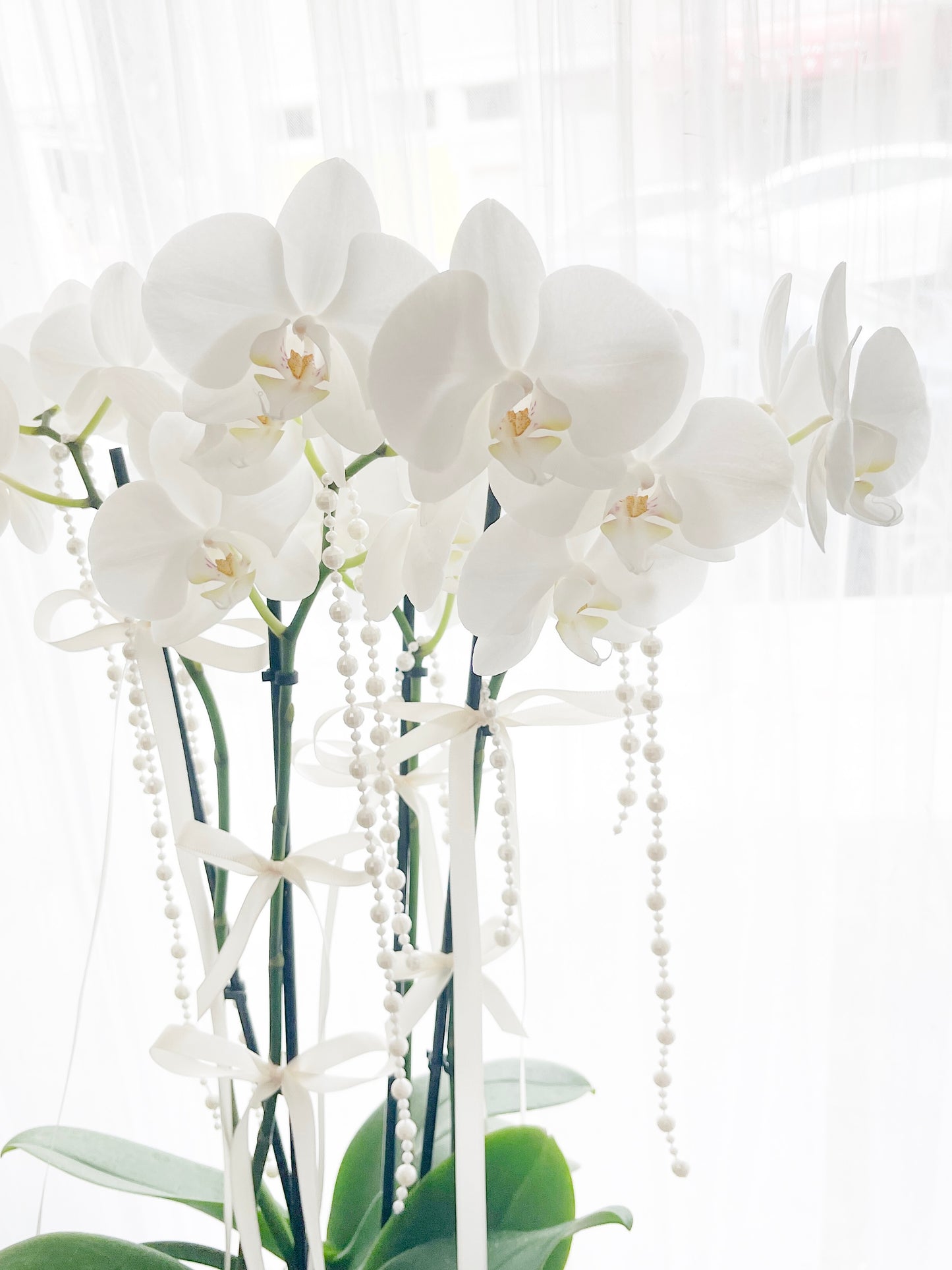 Orchid Elegance