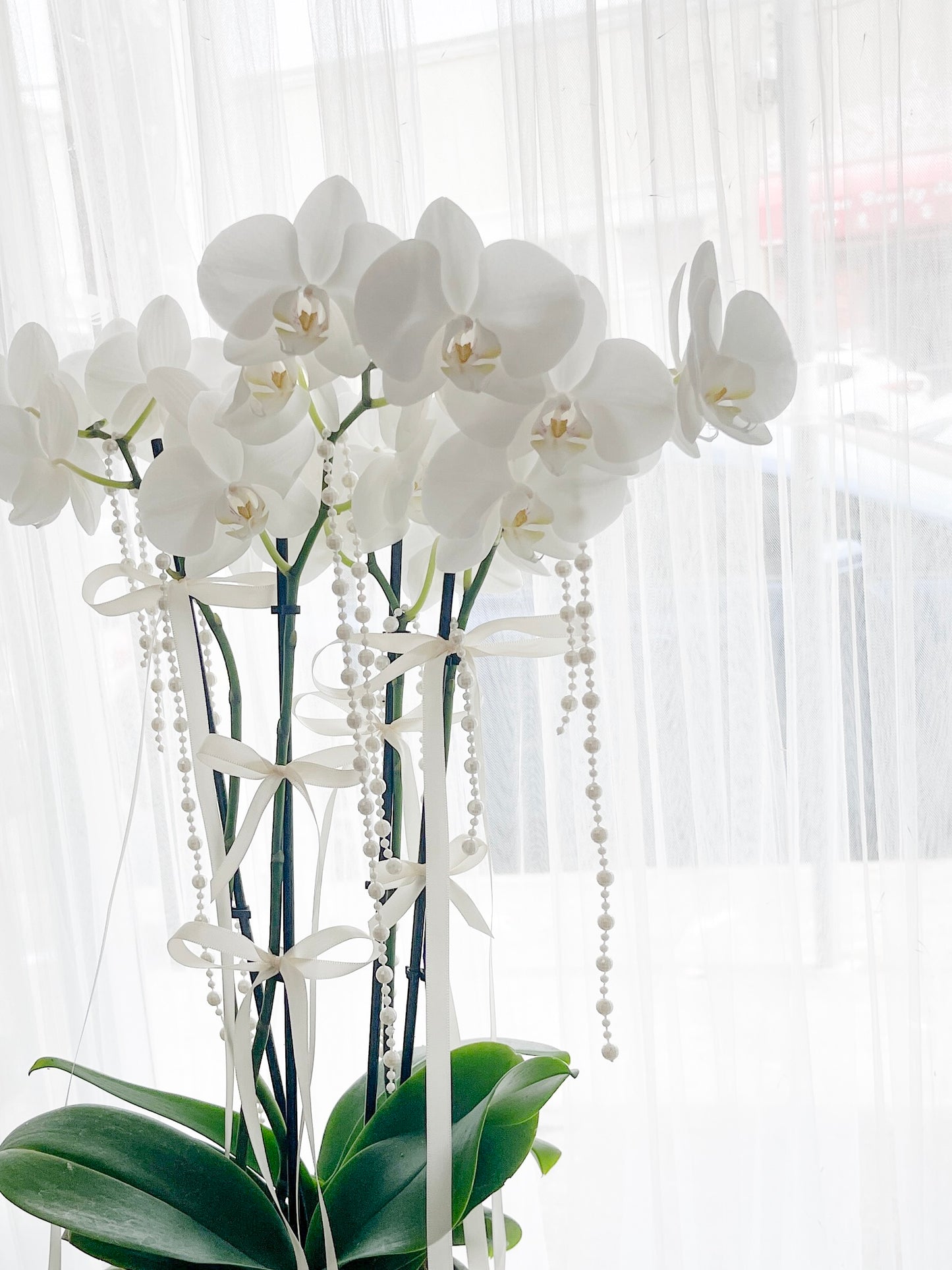 Orchid Elegance