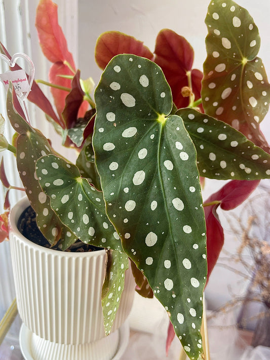 Polka dot begonia