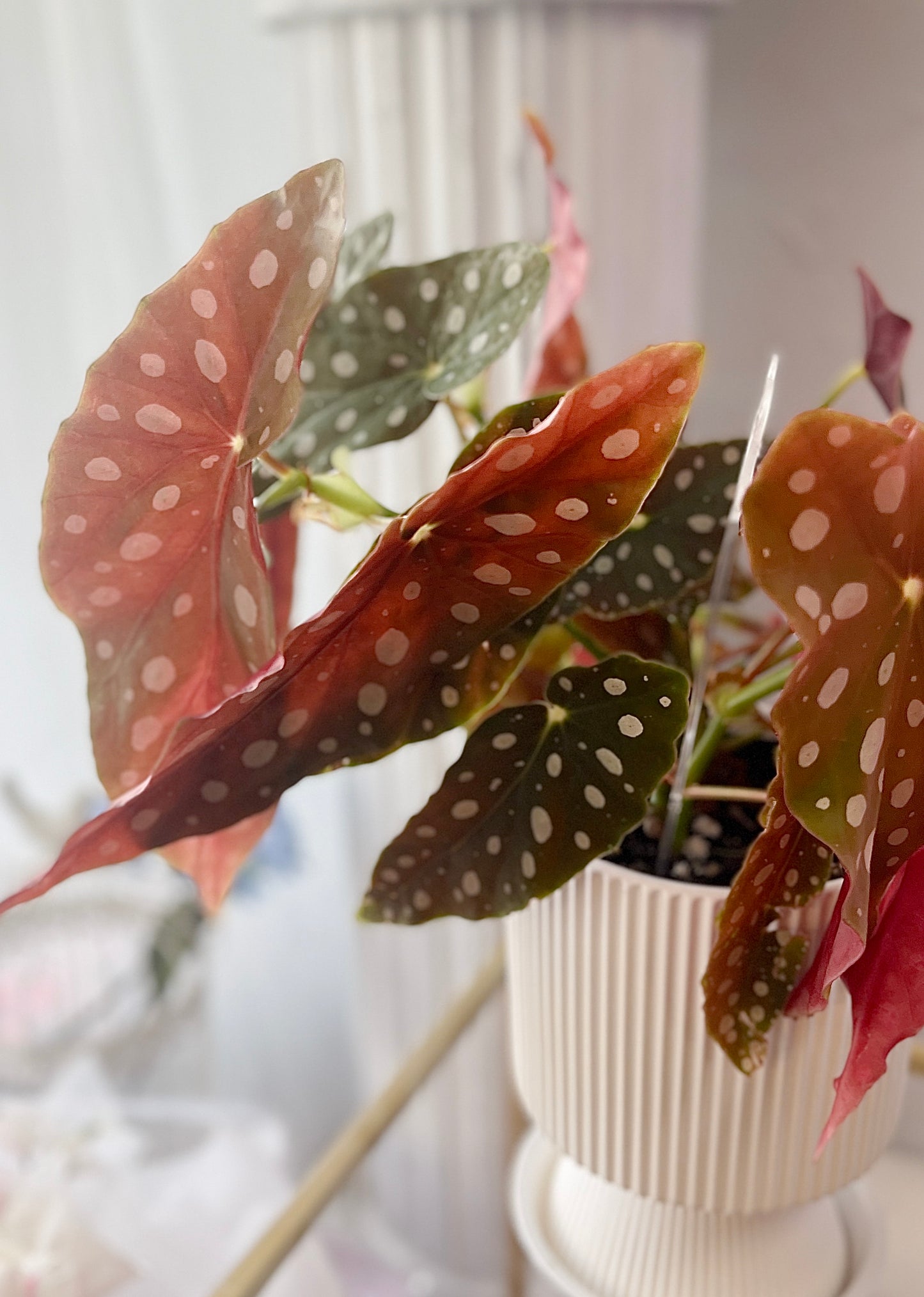 Polka dot begonia