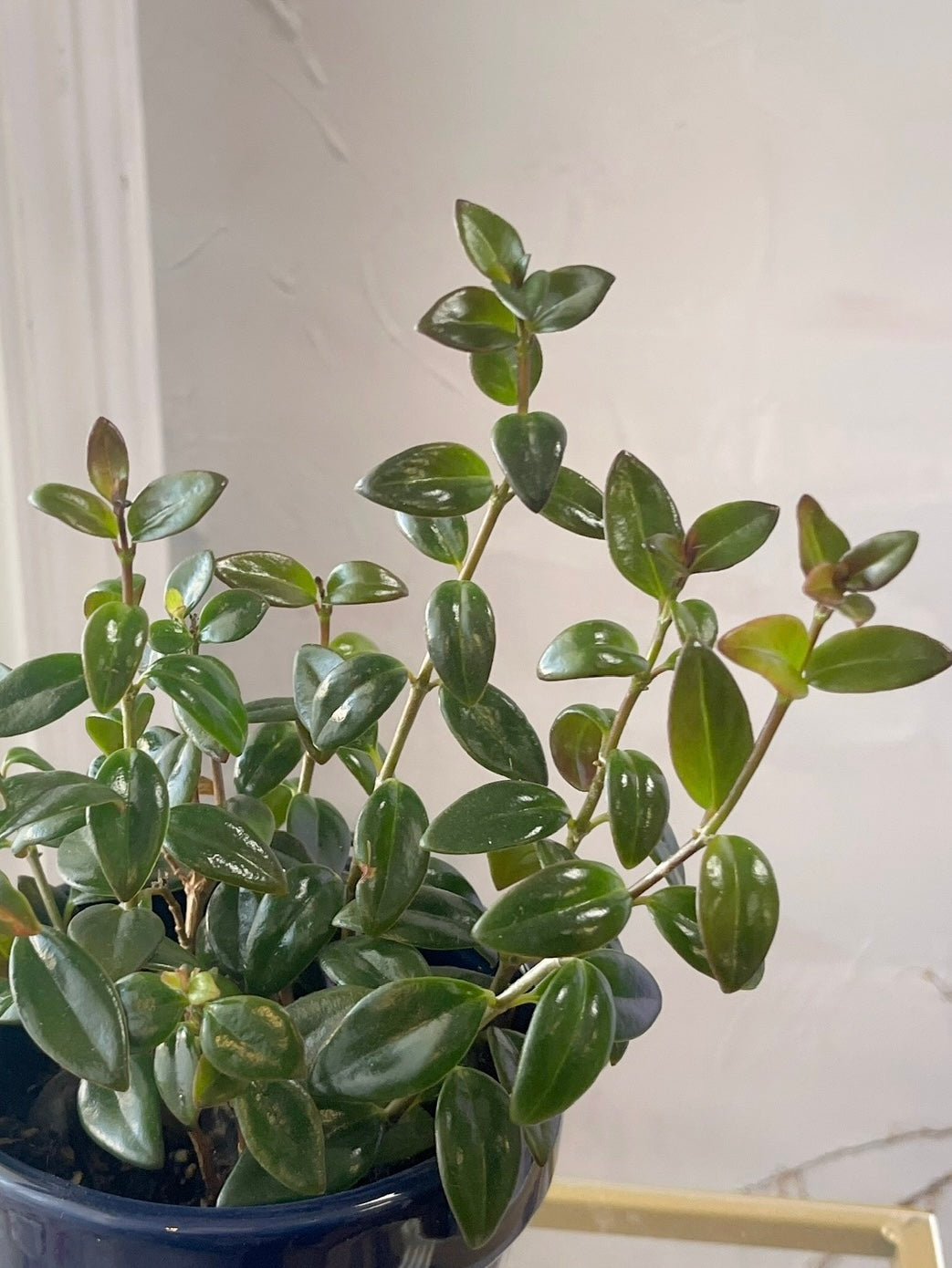 Goldfish Plant