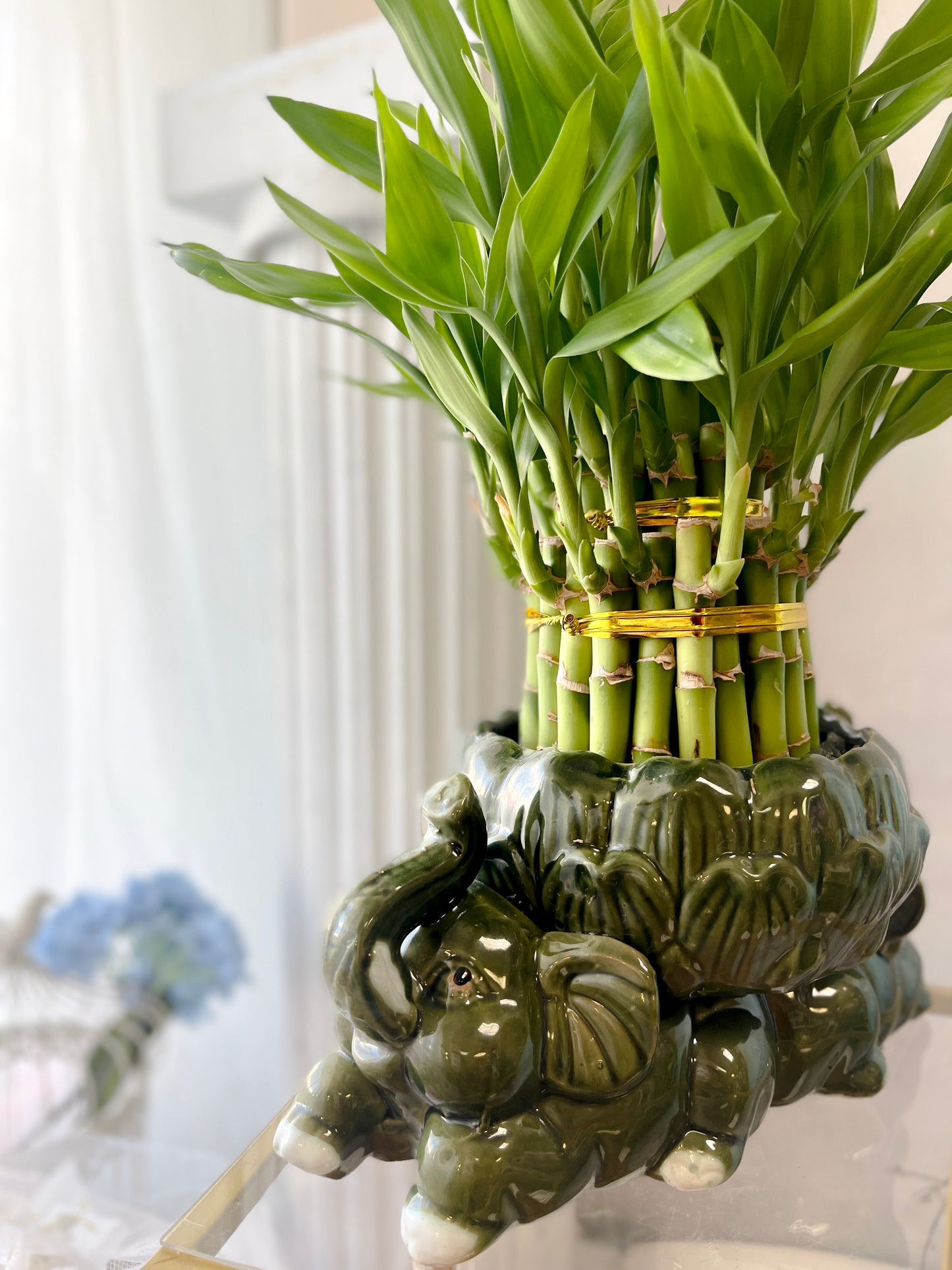 Trinity Luck Bamboo in Ceramic Pot